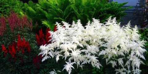 Astilba: fotografija cvijeća prilikom sadnje sadnica